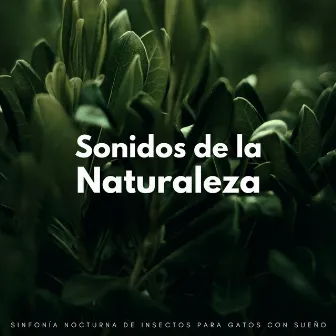 Sonidos De La Naturaleza: Sinfonía Nocturna De Insectos Para Gatos Con Sueño by Grillos nocturnos