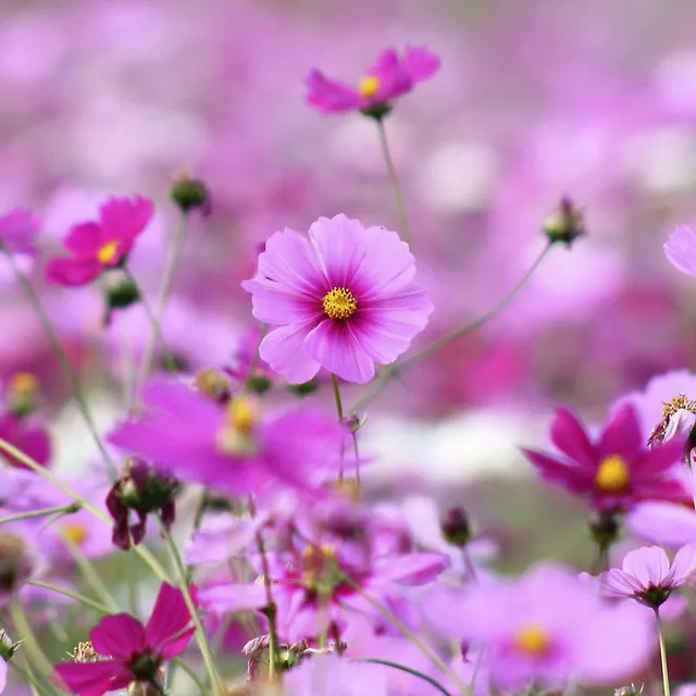 Les Fleur Tremblant