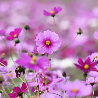 Les Fleur Tremblant by Julia Crystal