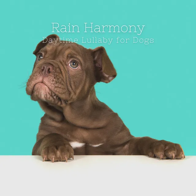 Rain Harmony: Daytime Lullaby for Dogs