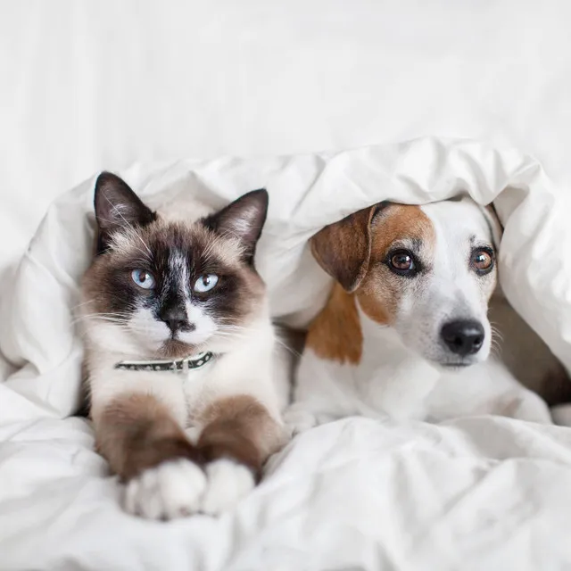 Pets' Relaxation in Rain Melodies