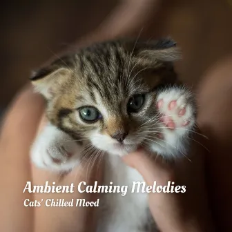 Ambient Calming Melodies: Cats' Chilled Mood by Cat Songs