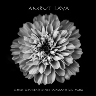 Amrut Laya by Daniele Camarda