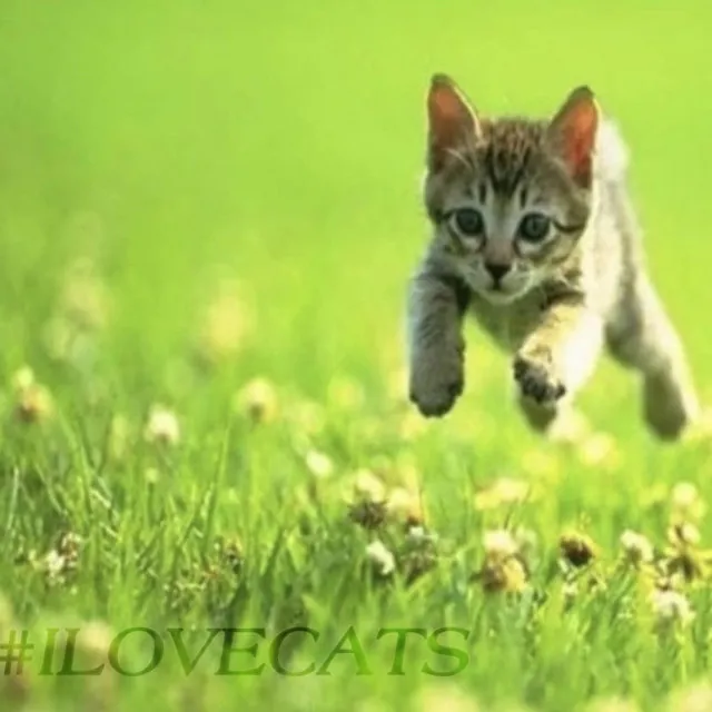 #ILOVECATS