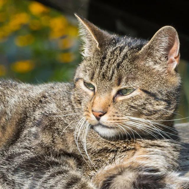 Feline Waterfall Serenity: Chill Sound for Cats