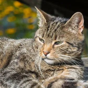 Feline Waterfall Serenity: Chill Sound for Cats by Calming Water