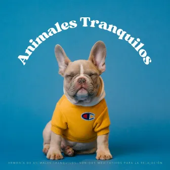 Armonía De Animales Tranquilo: Sonidos Meditativos Para La Relajación by Música para Desayuno Música De Fondo