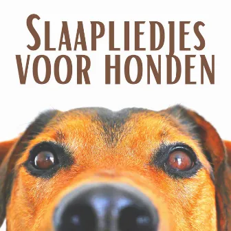 Slaapliedjes voor honden - Anti-angst, ontspannende muziek voor huisdieren, rustgevende muziektherapie, natuurgeluiden, kalmte en ontspanning by Zoete dromen muziekclub