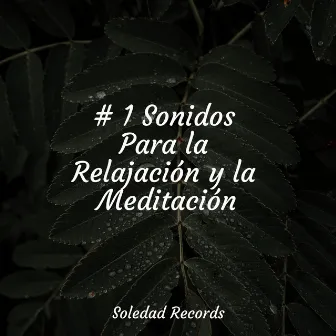 # 1 Sonidos Para la Relajación y la Meditación by Relajante Academia de Música Zen