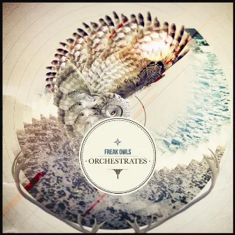 Orchestrates by Freak Owls