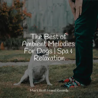 The Best of Ambient Melodies For Dogs | Spa & Relaxation by Jazz Music for Dogs