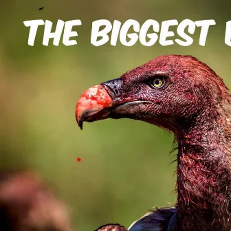 The Biggest Bird by 