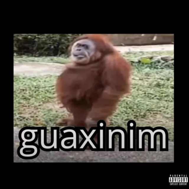 Guaxinim