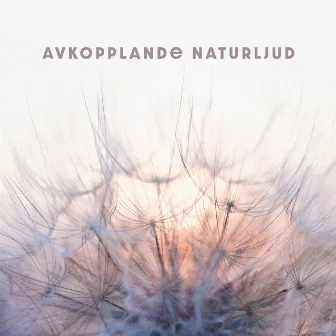 Avkopplande naturljud - Full av fritid, Underbar natur, Kommunicerar med naturen, Tidsandning by Avkopplingszon