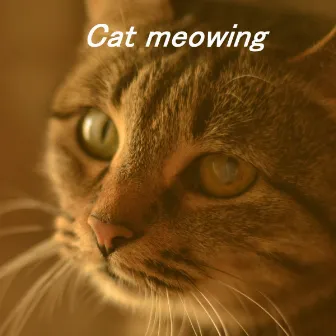 Cat meowing by Cat meowing