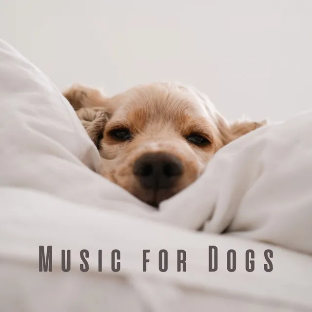 Music for Dogs: Harmonic Tunes for Calm Moments