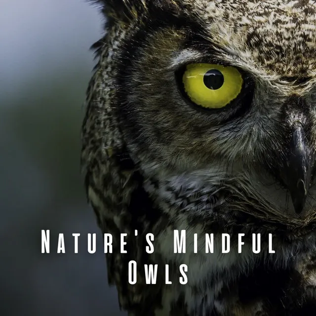 Nature's Mindful Owls: Meditation Under Night Symphony