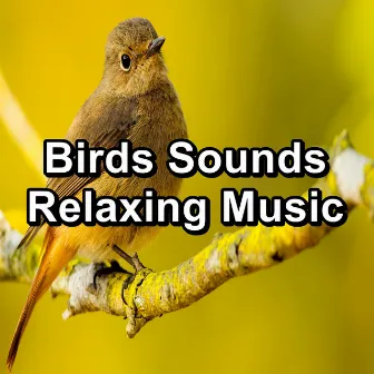 Birds Sounds Relaxing Music by Spa Relax Music