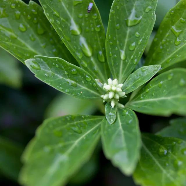 Tranquil Rainfall Serene Melodies Peace