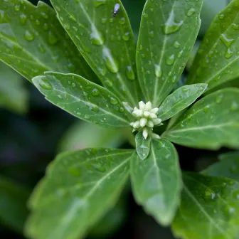 Tranquil Rainfall Melodies: Serene Drops Harmony by Concentration Rain Sounds