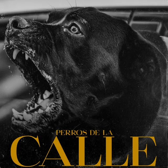 Perros de la calle