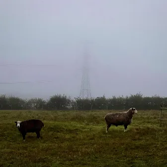 Counting Pylons by Harmony Kleinman