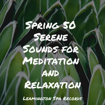 Spring 50 Serene Sounds for Meditation and Relaxation by Rest & Relax Nature Sounds