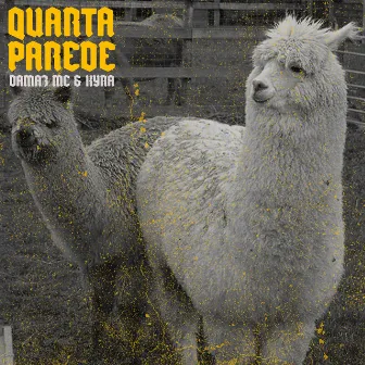 QUARTA PAREDE by Damaz Mc