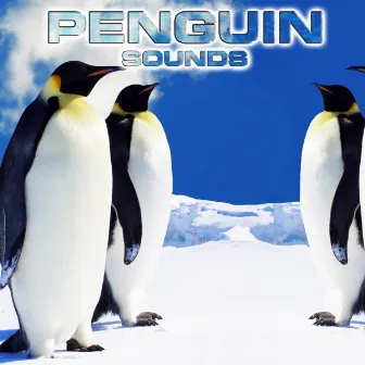 Penguin Sounds by National Geographic Animal Sounds