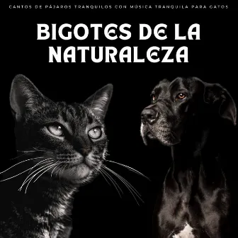 Bigotes De La Naturaleza: Cantos De Pájaros Tranquilos Con Música Tranquila Para Gatos by Pájaros en la mañana