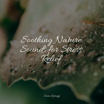 Soothing Nature Sounds for Stress Relief by Relaxing Nature Ambience