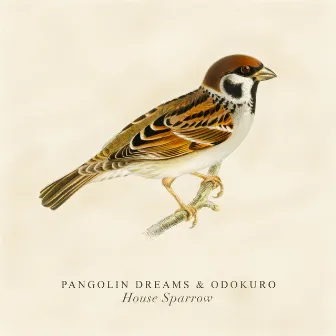 House Sparrow by Pangolin Dreams