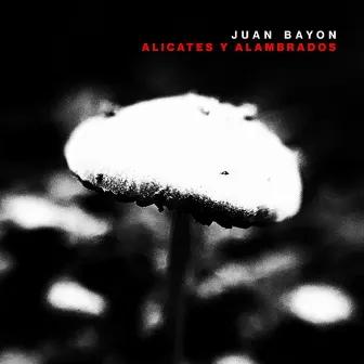 Alicates y Alambrados by Juan Bayon