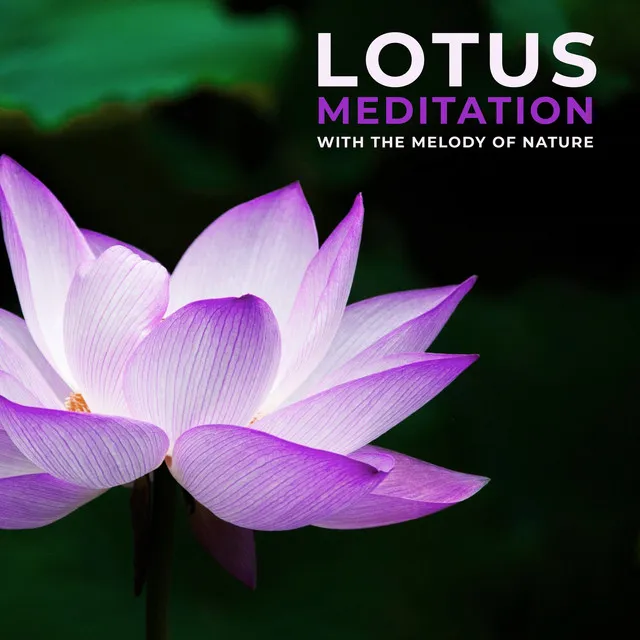 Lotus Meditation with the Melody of Nature