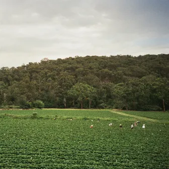 Healesville by Albrecht La'Brooy