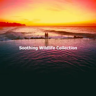 Soothing Wildlife Collection by Wildlife Bill