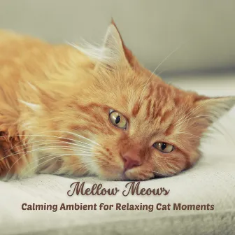 Mellow Meows: Calming Ambient for Relaxing Cat Moments by Sunday Morning Music