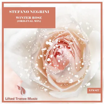 Winter Rose by Stefano Negrini