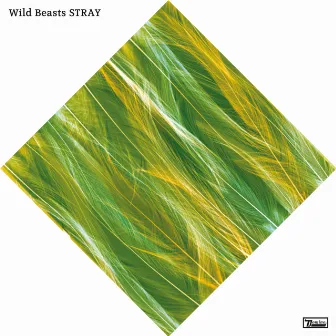 Stray by Wild Beasts