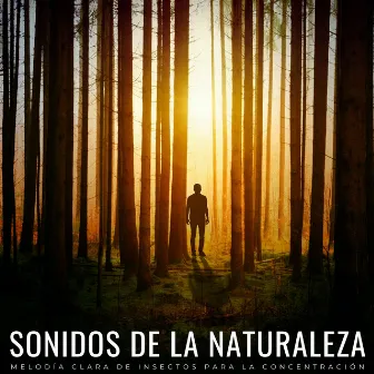 Sonidos De La Naturaleza: Melodía Clara De Insectos Para La Concentración by Sonidos de la Naturaleza Ruido