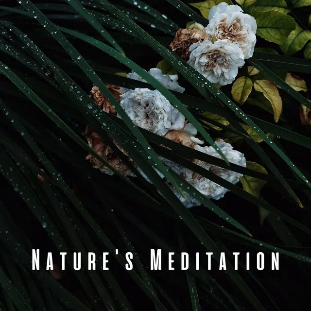 Nature's Meditation: Binaural Rain Sounds for Deep Serenity