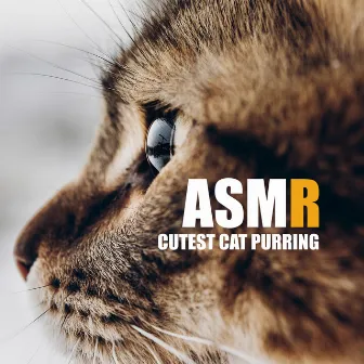 ASMR: Cutest Cat Purring by ASMRland