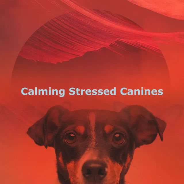 Calming Stressed Canines