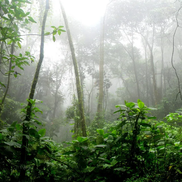 Calming Efficient Sounds of Jungle Nature