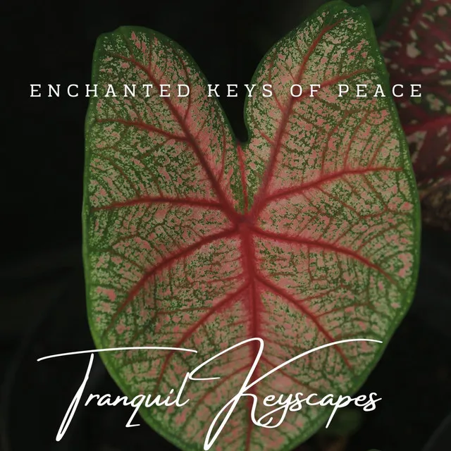 Tranquil Keyscapes: Meditative Piano Melodies