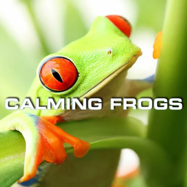 Deep Sleep Night Frogs Sounds - Wildlife Magazine Remix