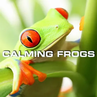 Calming Frogs by Frogs Recordings