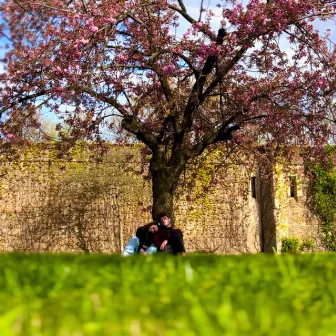 Cherry Blossoms by Alexandre Henri