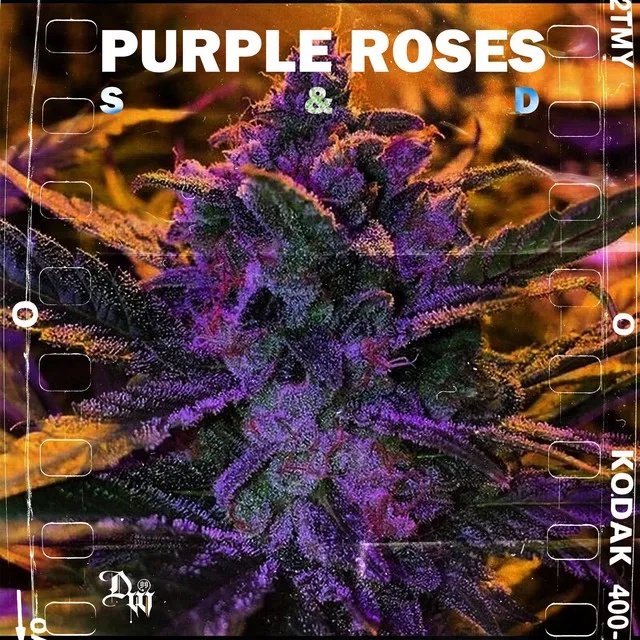 Purple Roses