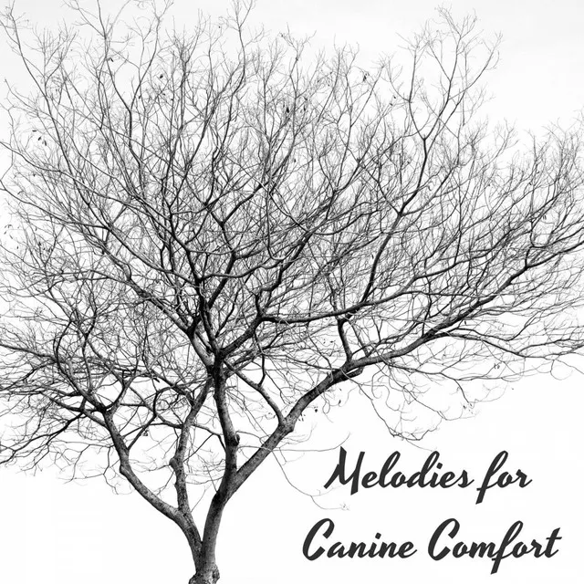 Piano Paws Serenade: Melodies for Canine Comfort